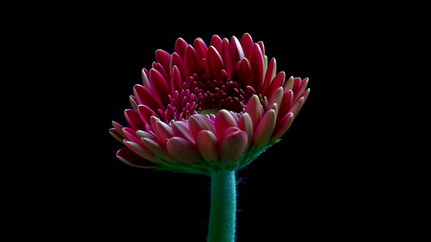 Pink gerbera daisy flower blooming over black background - HD time lapse