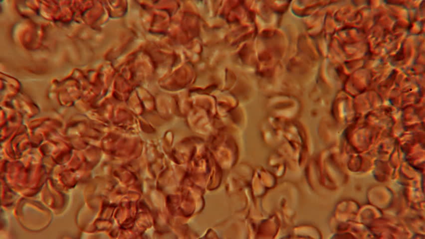 Human Blood 600x (HD). Microscope 600x view of red blood cells moving on an examining plate.