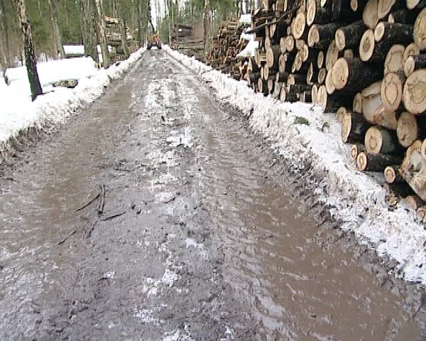 muddy forest road in the spring, stacked tree trunks logs in pile and tractor with crane unloading logs from trailer.