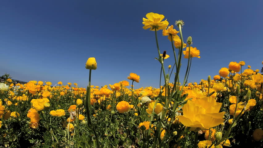 Botanical yellow green