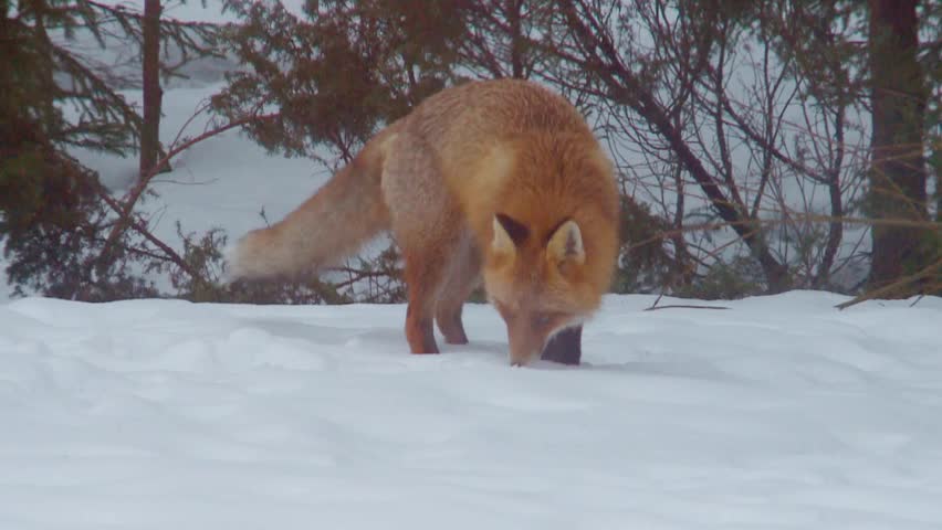 fox