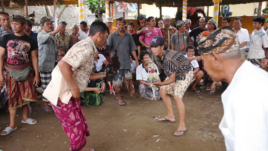 BALI - JANUARY 20: Cock fighting contest on January 20, 2012 in Bali, Indonesia. Cock fights are illegal, however are tolerated out of tradition.