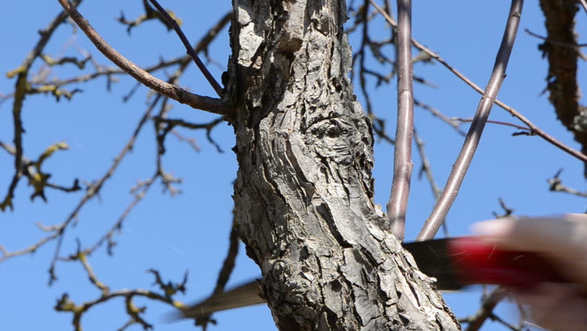 trimming old apple tree in the springtime