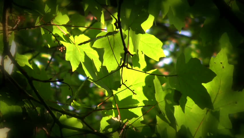 Green maple leaves in dappled sunlight summer forest woods