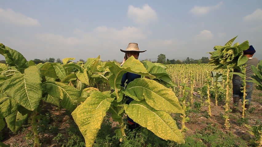 PHETCHABUN, THAILAND - MARCH 20: Farmers harvest from tobacco, to be emptied and dried further on March 20, 2012, Phetchabun, Thailand.
