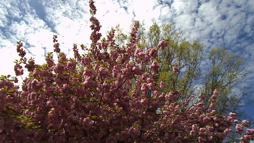 spring magnolia tree 