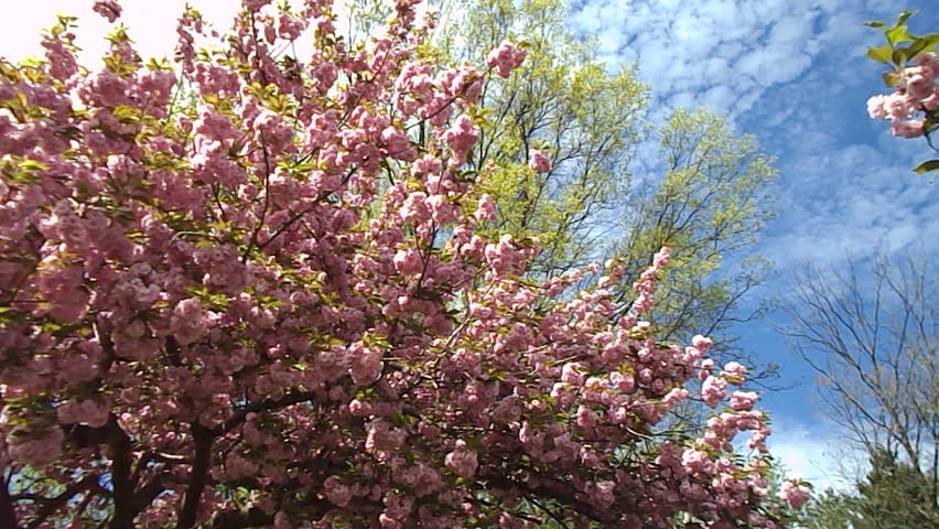 spring magnolia tree 