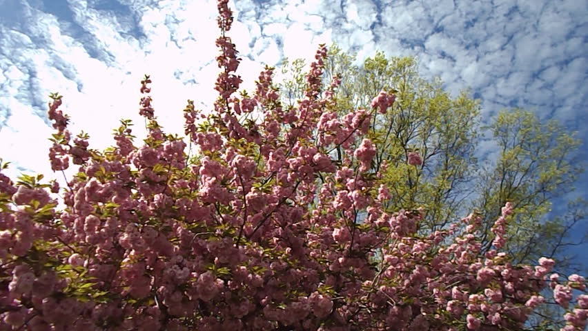 spring magnolia tree 