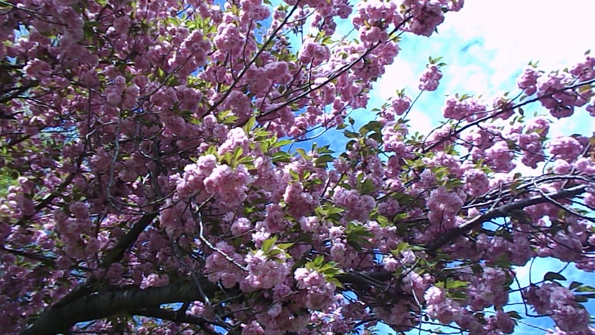 spring magnolia tree 