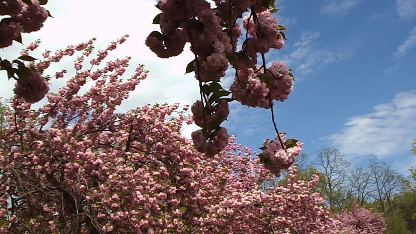 spring magnolia tree 