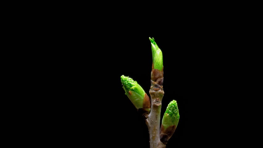 Time-lapse macro leaf bud growing - isolated on black background. Closeup of green twig with leaf buds