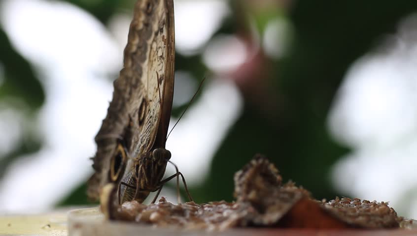 Tropical butterfly morpho sucking nectar from a rotten fruit