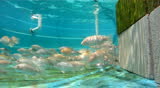 Koi and Tilapia Fish Swimming Underwater in a Tank used for Aquaponic Farming.  