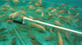 Koi and Tilapia Fish Swimming Underwater in a Tank used for Aquaponic Farming.  