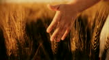 Hand running through wheat green field Freedom Landscape 