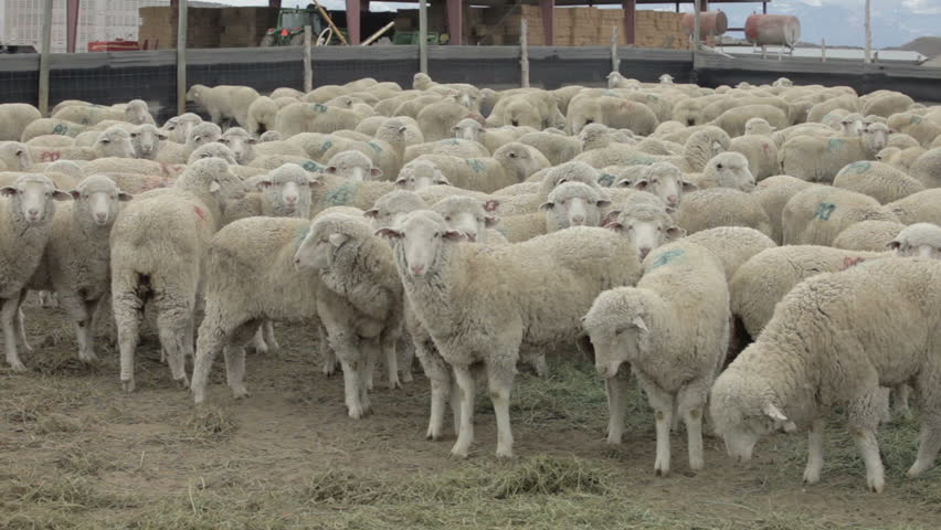Sheep in corral waiting their turn to be sheared. Sheep shear on livestock ranch to harvest wool for textile and industry. Spring chore before lambing season to give animal haircut. Uruguay shearers.