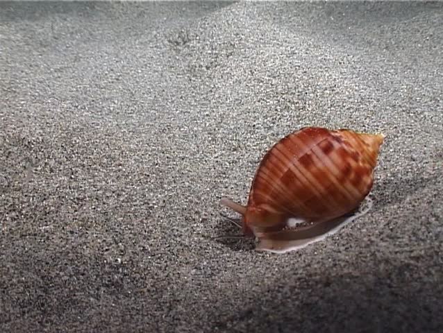 Time-lapse X3. A marine Shell move slowly under the sand. Shot captured in the Mediterranean Sea (Italy) by 3CCD camcorder.