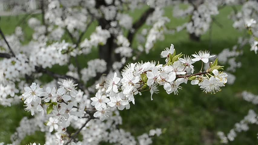 blossom tree by springtime in garden with branches wobbled by wind; focus on front branch