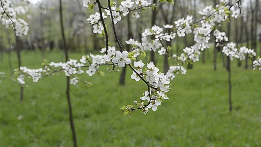 springtime landscape with blossom trees; focus on front branch wobbled by wind