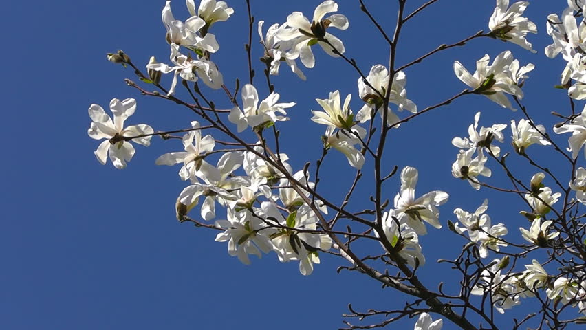 Blossoming magnolia tree