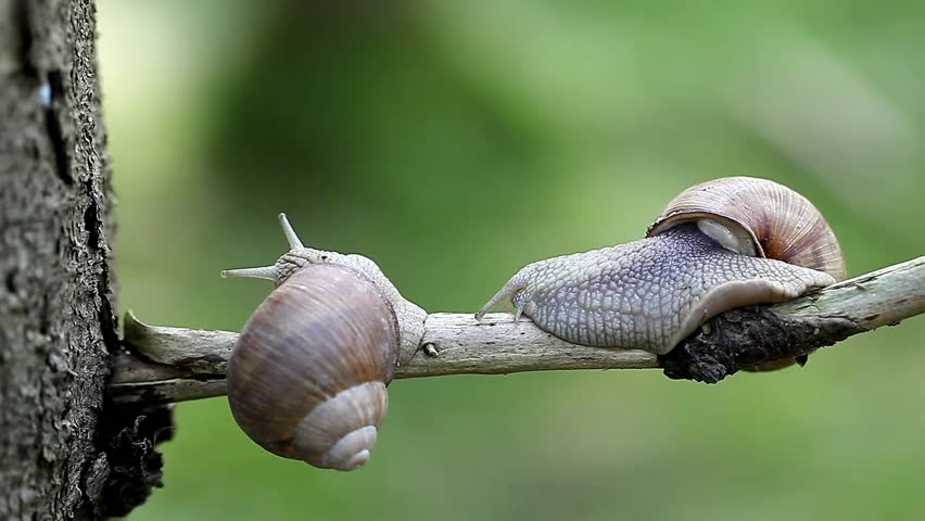 Snails-Helix pomatia