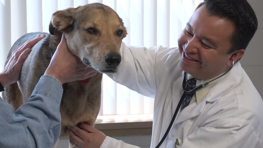 Veterinarian checking up on a dog