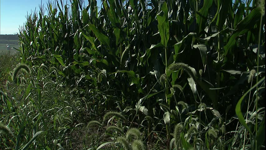 Simple jib up corn stalks to reveal truck on dusty farm road and rolling corn fields
