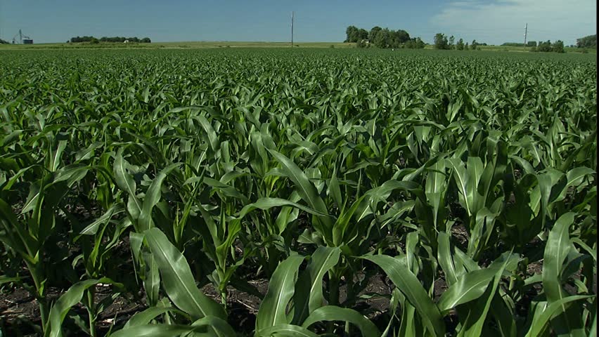 Cornfield dolly in Minnesota