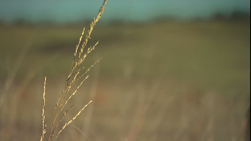 Rack focus from weed seed to grazing cattle