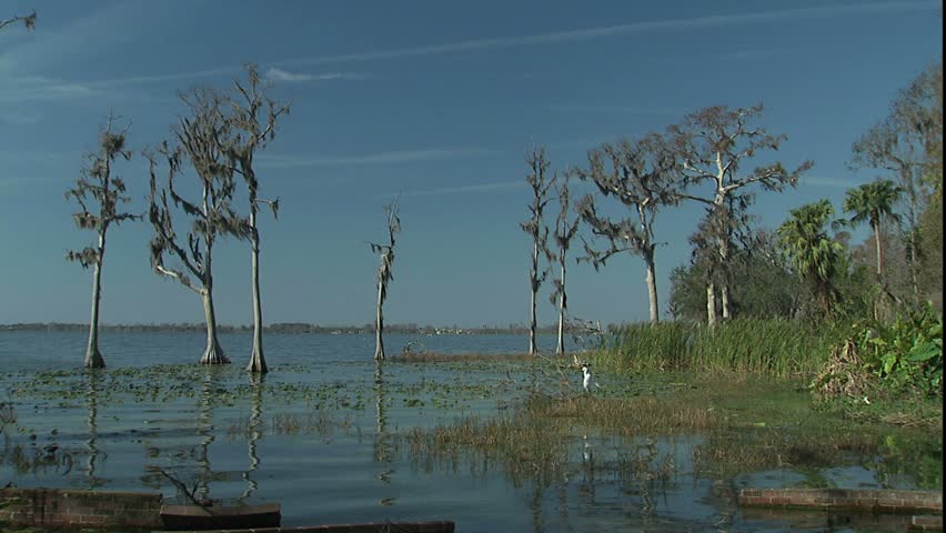 lake , cypress, lily pads, great white heron purged on limb preening, Cypress Gardens, FL