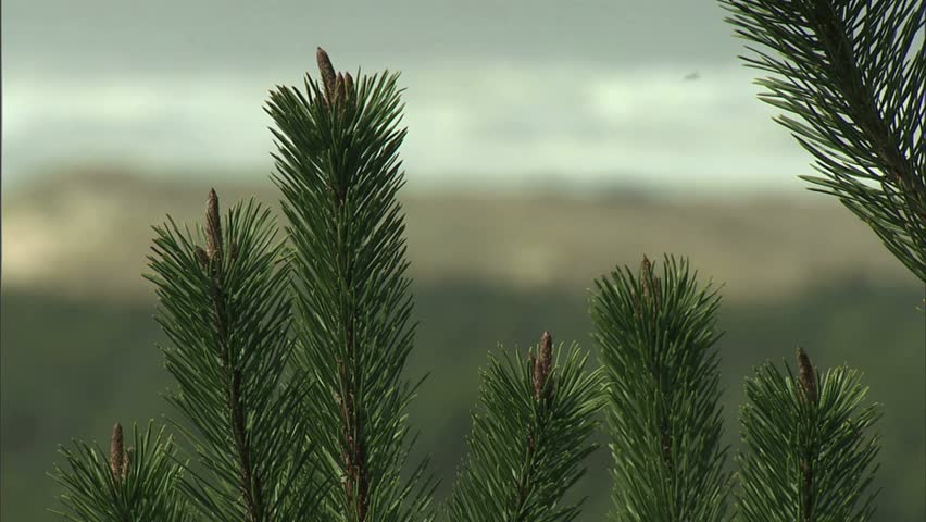 needles to surf and back, Oregon Dunes, Or.