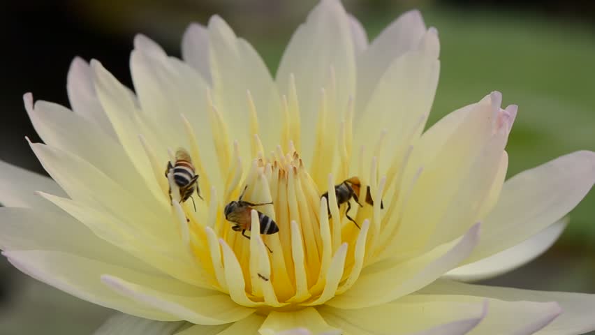 Bee in Lotus Flower