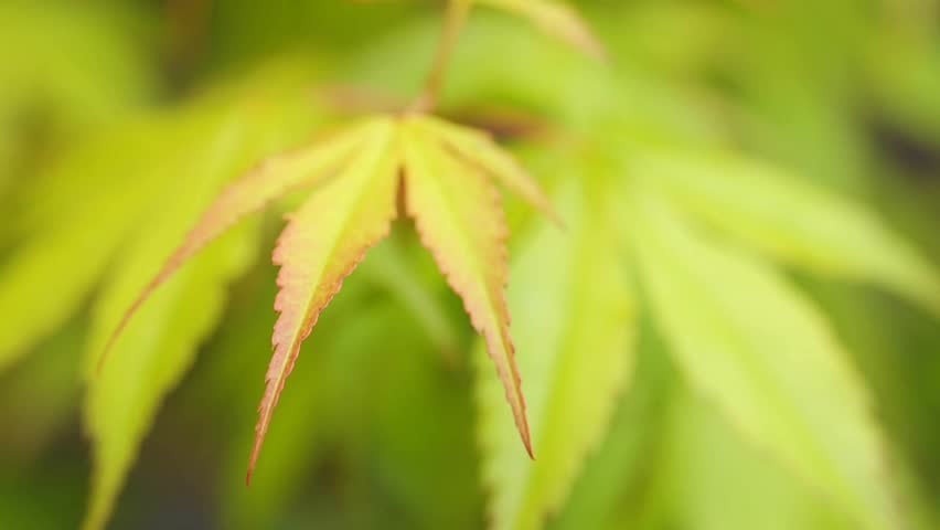 japanese maple