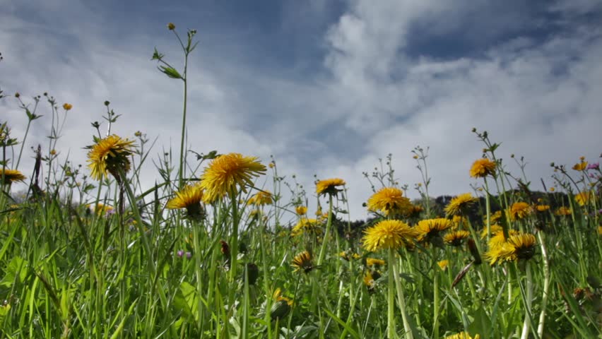Field with dandelion (Taraxacum officinale) filtered with ND 