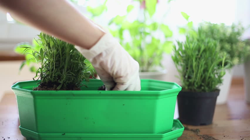 Gloved hands planting a seedling into soil, stabilized shot