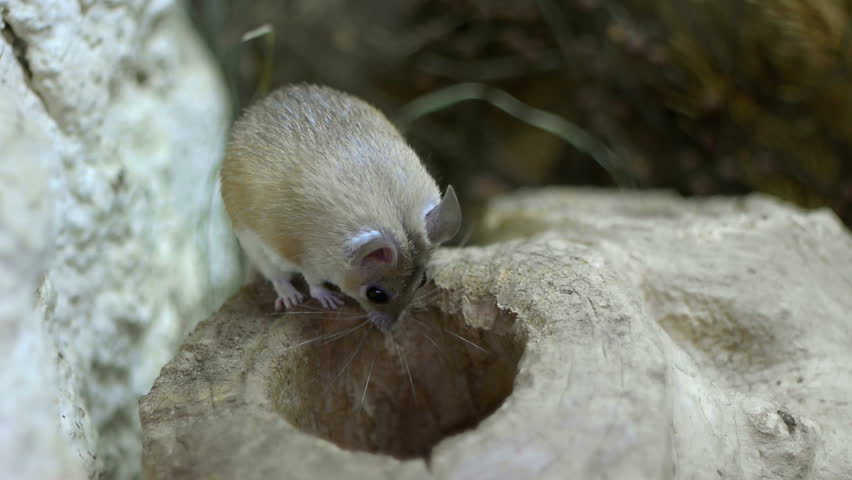 Field mouse inspects a hole in a log.
