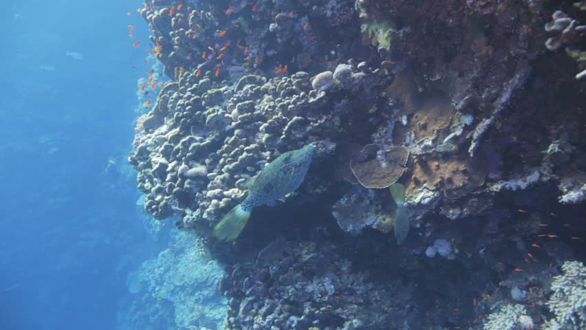 couple of file trigger fish at the reef