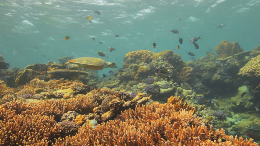 hawksbill turtle swimming on top of the reef surounded by othe fish