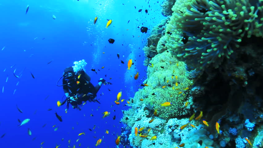 anemone city with diver in the back ground
