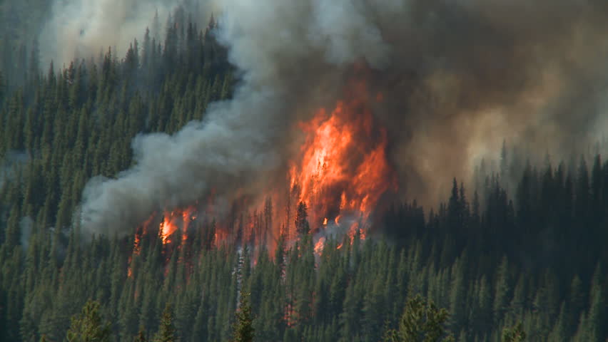 Forest fire in the Rocky Mountains