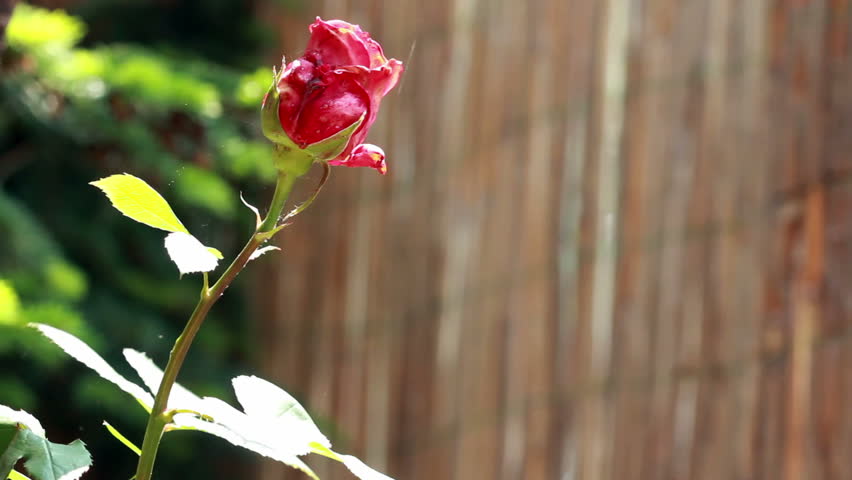 Rose in the wind video background