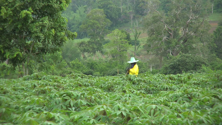 An Asian farmer works on his cassava field in Western Thailand.
