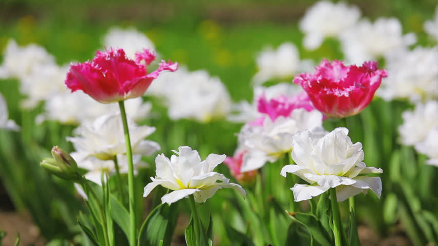 Tulips flowers caressed by woman hand, closeup view