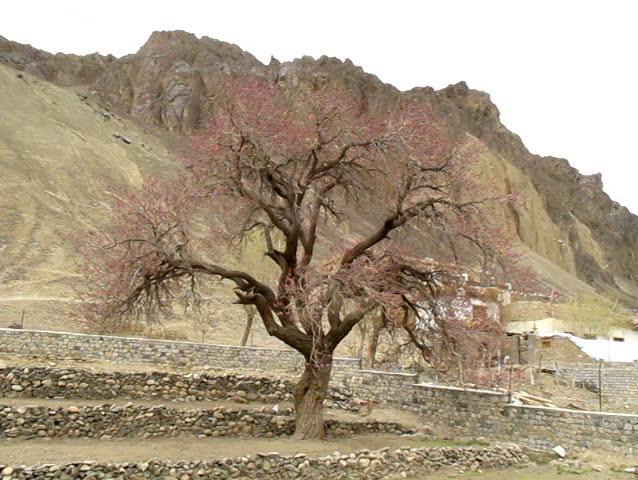 Old Apricot tree standing against the winter wind, Ladakh - Jammu and Kashmir, India