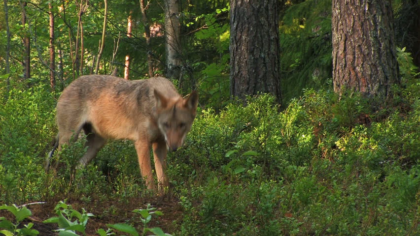 wolf in forest