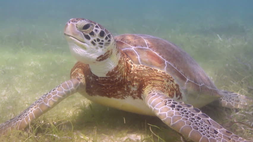 the loggerhead turtle filmed underwater in mexico