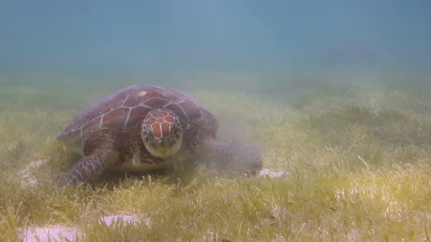 the loggerhead turtle filmed underwater in mexico