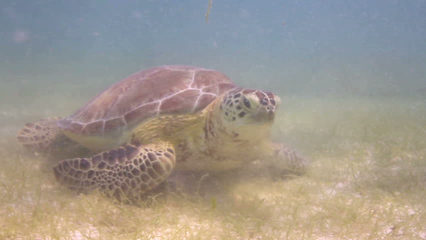 the loggerhead turtle filmed underwater in mexico