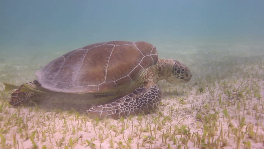 the loggerhead turtle filmed underwater in mexico