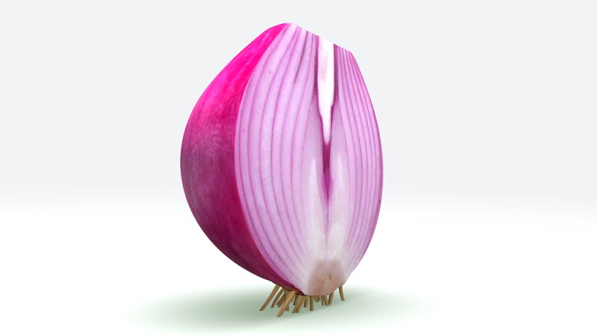 Header of Allium cepa